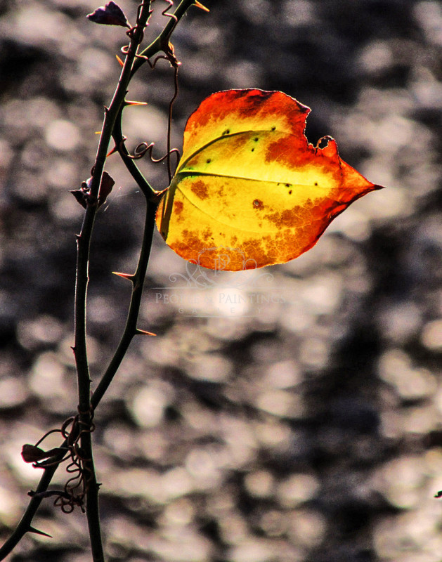 1812lastleaf