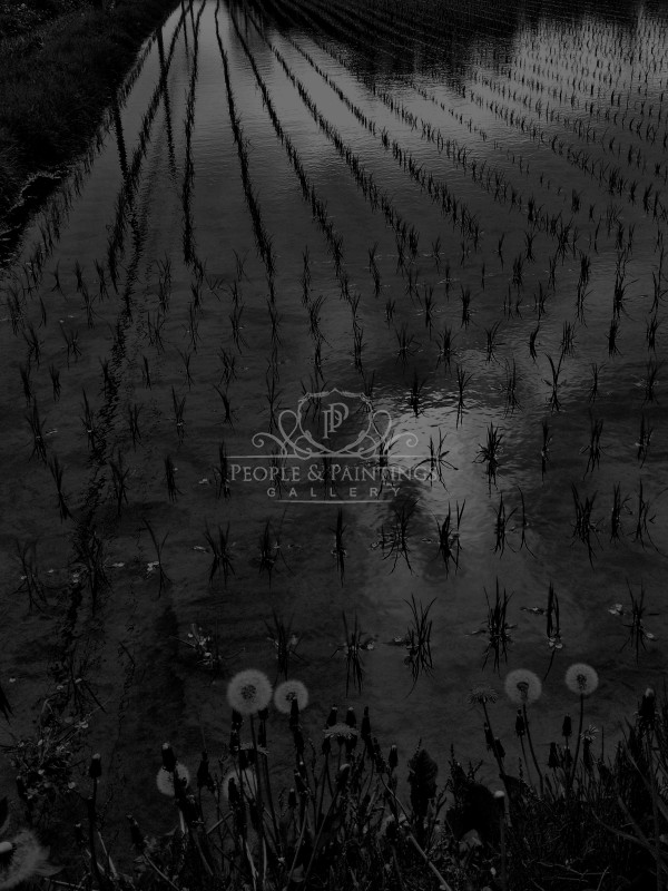 3301ricefieldinjapan