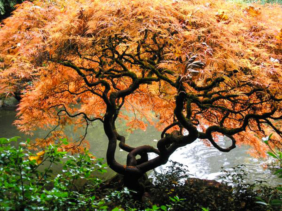 2984treeoflife