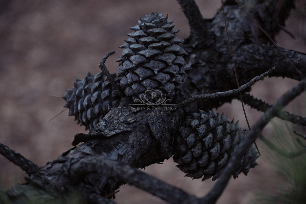 3476pinecones