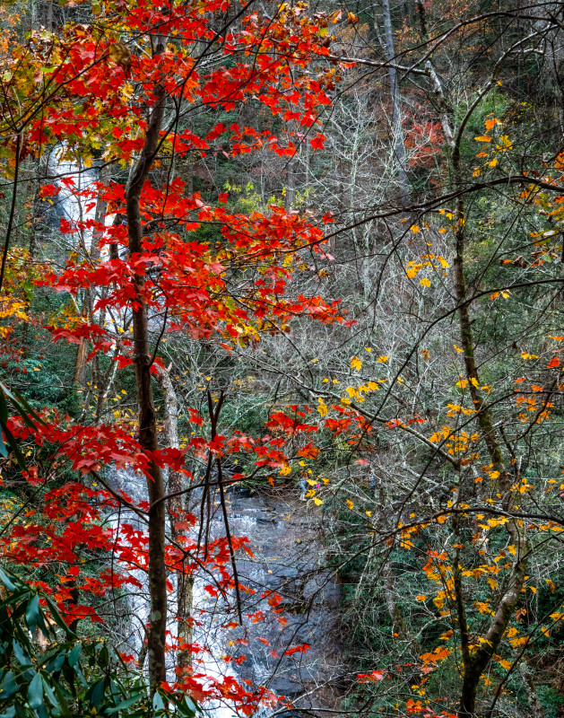2992autumntreeandwaterfall.
