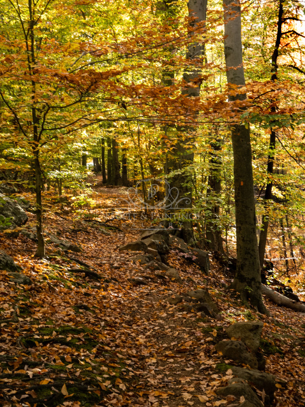 3019autumnforestpath