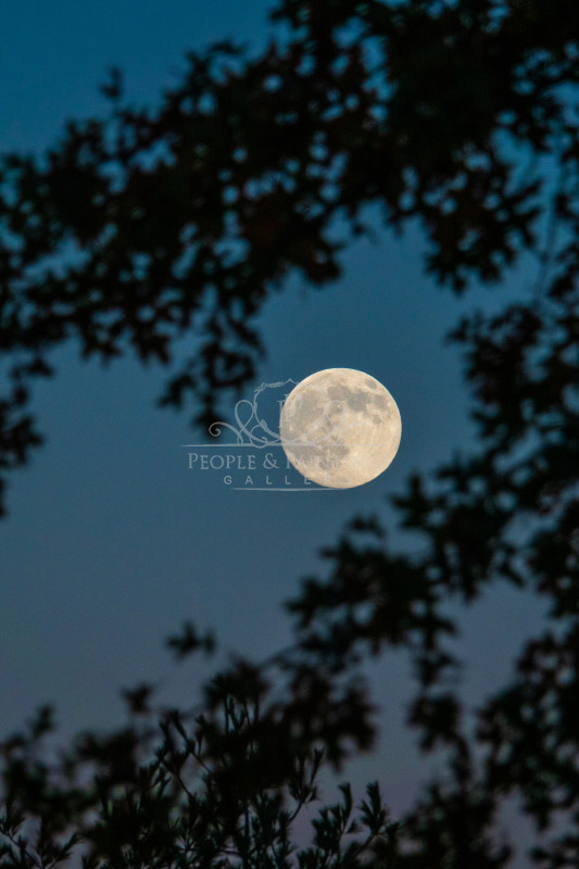 3343novembersbeavermagicsuperfullmoon1