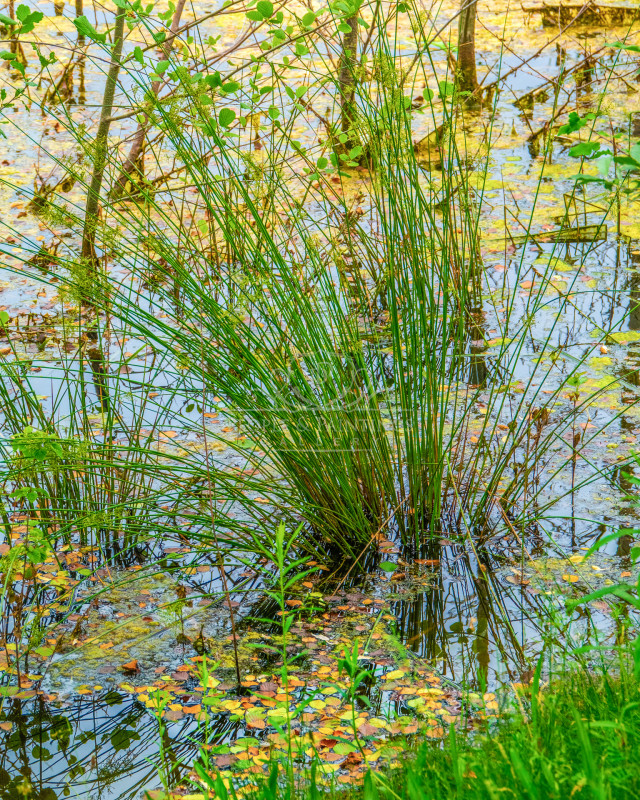 2996smallpond